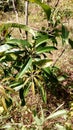 MANGO LEAVES IN MY GARDEN