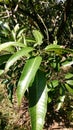 MANGO LEAVES IN MY GARDEN