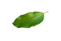 Mango leaves on isolate white background. with clipping path Royalty Free Stock Photo