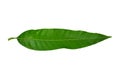 Mango leaves isolated on white background,Clipping path Included