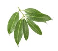 Mango leaves isolated on whited background Royalty Free Stock Photo