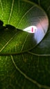 mango leaves texture and giving good depth to the subject adding human interest Royalty Free Stock Photo