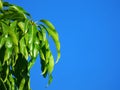 Mango leaves.Tree top.