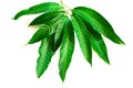 Mango leaves on white background