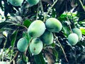 Mango in mango tree surrounded with mango leafs. Langra Aam Royalty Free Stock Photo