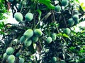 Mango in mango tree surrounded with mango leafs. Langra Aam Royalty Free Stock Photo