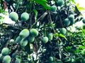 Mango in mango tree surrounded with mango leafs. Langra Aam Royalty Free Stock Photo