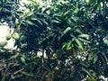 Mango in mango tree surrounded with mango leafs. Langra Aam Royalty Free Stock Photo