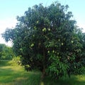 The national fruit mango And it`s many varieties in madhubani India
