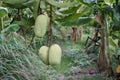 Mango,one of the most delicious fruit. Royalty Free Stock Photo