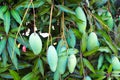 Mango Picking in Petchaburi, Thailand