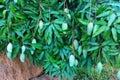 Mango Picking in Petchaburi, Thailand Royalty Free Stock Photo