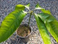 Mango plant germinates from seed Royalty Free Stock Photo