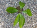 Mango plant germinates from seed top view Royalty Free Stock Photo