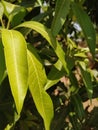 Mango Plant Green Fresh Leafs