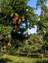 Mango planting