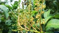 Mango plants bloom before fruiting