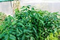 Mango plants growing in plant nursery ready to be transplanted in orchard