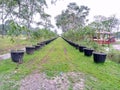 Mango plants planted in black pots are neatly arranged
