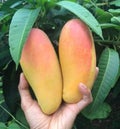 Mango, ripe mango, raw mango, Nam Dok Mai
