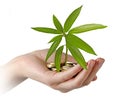 Mango sapling growing from coins Royalty Free Stock Photo