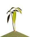 Mango seedling Royalty Free Stock Photo