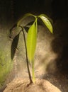 Mango seedling in abandoned house Royalty Free Stock Photo