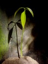 Mango seedling sees the sunlight Royalty Free Stock Photo