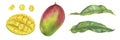 Mango set. Watercolor botanical illustration. Hand drawn clip art on isolated white background. Tropical exotic Fruit Royalty Free Stock Photo