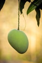 Mango Royalty Free Stock Photo