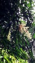 Bunch of mango flowers