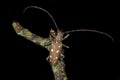 Mango stem borer Royalty Free Stock Photo