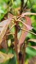 Mango stem weevil (Alcidodes frenatus) injure on young mango branch in Viet Nam. Royalty Free Stock Photo