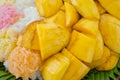 Mango with sticky rice and sesame on the top Royalty Free Stock Photo