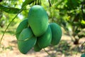 Mango Thai green fruits most sour