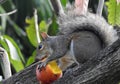 The Mango Thief Royalty Free Stock Photo