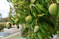 Mango tree