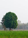 Mango tree Royalty Free Stock Photo