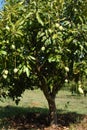 Mango tree Royalty Free Stock Photo