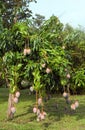 Mango Tree Royalty Free Stock Photo