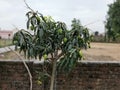 Mango tree