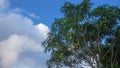 Mango tree with blue sky background Royalty Free Stock Photo