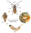 Mango Tree Borer. Life cycle