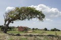 Mango Tree Branch Against Sky Background Royalty Free Stock Photo