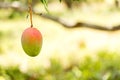 Mango on a tree branch with a blurred background, Vinales, Pinar del Rio, Cuba. Close-up. Copy space for text. Royalty Free Stock Photo