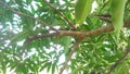 Mango tree branch with green leaves