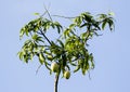 Mango tree branches Royalty Free Stock Photo