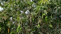 Mango tree branches with mangoes Royalty Free Stock Photo