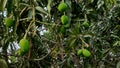 Mango tree branches with mangoes Royalty Free Stock Photo