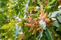 Mango tree flowering in bloom close up Royalty Free Stock Photo